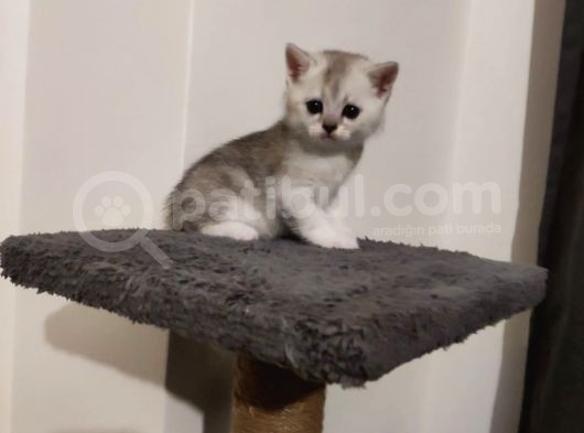 Muhteşem Tatlılıkta Safkan Scottish Fold Ve British Yavrular