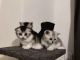 Muhteşem Tatlılıkta Safkan Scottish Fold Ve British Yavrular