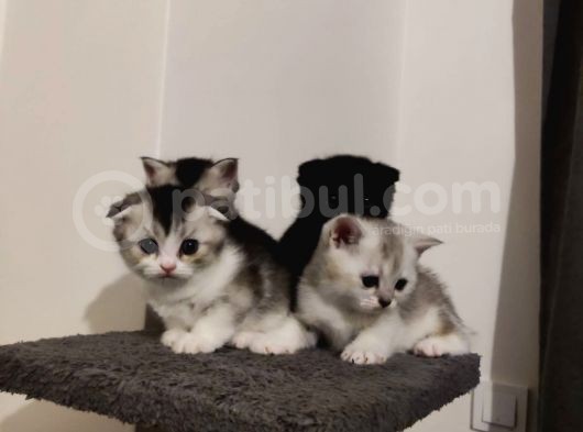 Muhteşem Tatlılıkta Safkan Scottish Fold Ve British Yavrular görsel