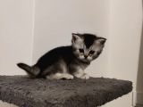 Muhteşem Tatlılıkta Safkan Scottish Fold Ve British Yavrular