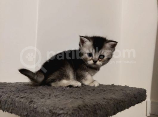 Muhteşem Tatlılıkta Safkan Scottish Fold Ve British Yavrular görsel