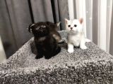 Muhteşem Tatlılıkta Safkan Scottish Fold Ve British Yavrular