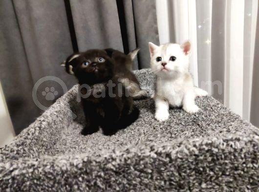 Muhteşem Tatlılıkta Safkan Scottish Fold Ve British Yavrular görsel