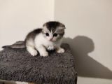 Muhteşem Tatlılıkta Safkan Scottish Fold Ve British Yavrular