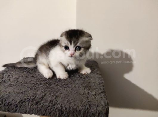 Muhteşem Tatlılıkta Safkan Scottish Fold Ve British Yavrular görsel