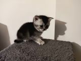 Muhteşem Tatlılıkta Safkan Scottish Fold Ve British Yavrular