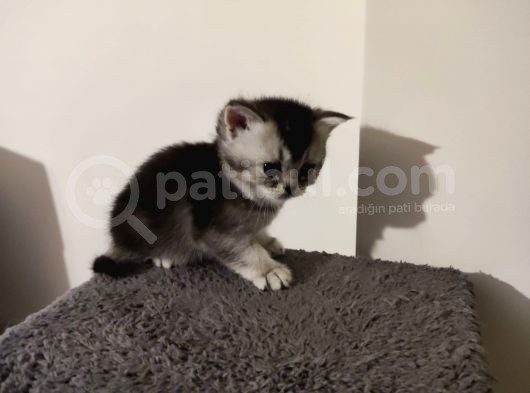Muhteşem Tatlılıkta Safkan Scottish Fold Ve British Yavrular görsel