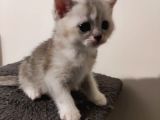 Muhteşem Tatlılıkta Safkan Scottish Fold Ve British Yavrular
