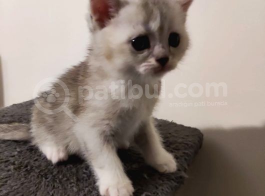 Muhteşem Tatlılıkta Safkan Scottish Fold Ve British Yavrular görsel