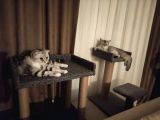 Muhteşem Tatlılıkta Safkan Scottish Fold Ve British Yavrular