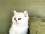 Orji̇nal Oyuncu Bri̇si̇th Shorthai̇r