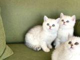 Orji̇nal Oyuncu Bri̇si̇th Shorthai̇r
