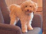 1 Yaşini Dolduran Toy Poodle Apri̇cot Oğlumuza Eş Ariyoruz