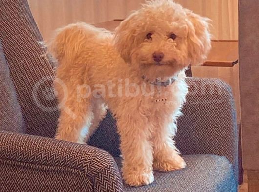 1 Yaşini Dolduran Toy Poodle Apri̇cot Oğlumuza Eş Ariyoruz görsel
