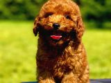 Çok Güzel Poodle Yavrular