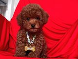 Safkan Toy Poodle