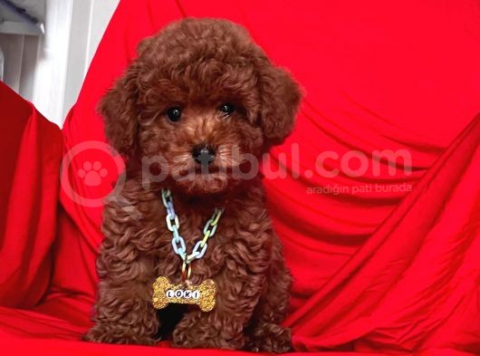 Safkan Toy Poodle