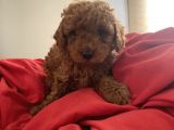 Red Toy Poodle Safkan Bebekleri̇