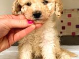 Toy Poodle Mi̇ni̇ Boy Di̇şi̇ Yavrumuz