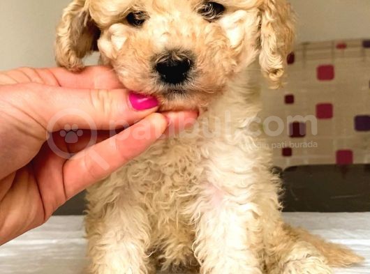 Toy Poodle Mi̇ni̇ Boy Di̇şi̇ Yavrumuz görsel
