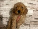 2 Adet Erkek Toy Poodle