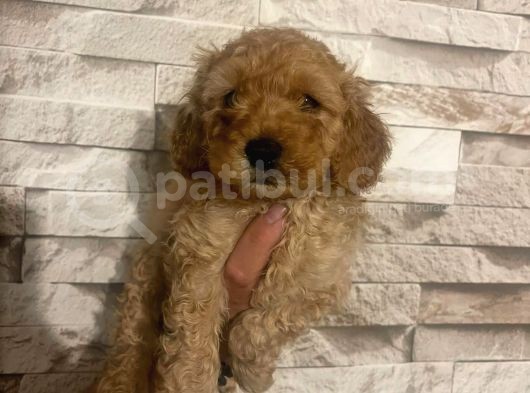 2 Adet Erkek Toy Poodle