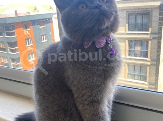 Aşıları Tam Erkek görsel