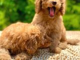Toy Poodle Yavrular