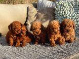 Birbirinden Güzel Toy Poodle Yavrular