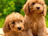 Toy Poodle Yavrular