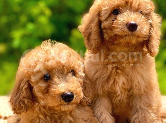 Toy Poodle Yavrular
