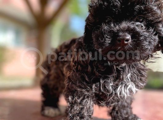 En Uygun Toy Poodle Bebekler Burada görsel