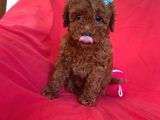 Red Toy Poodle
