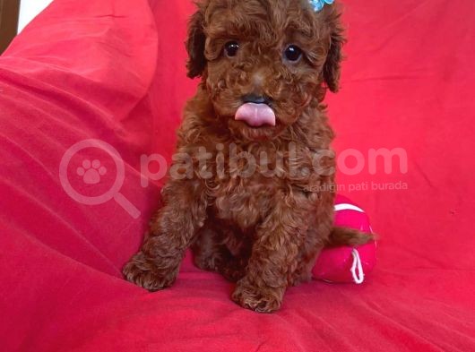 Red Toy Poodle görsel