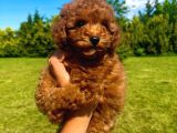Çok Güzel Poodle Yavrular
