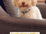 1 Yaşini Dolduran Toy Poodle Apri̇cot Oğlumuza Eş Ariyoruz