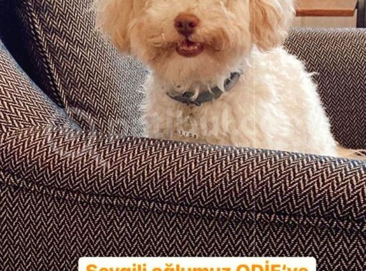 1 Yaşini Dolduran Toy Poodle Apri̇cot Oğlumuza Eş Ariyoruz