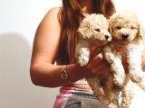 Üst Kali̇te Toy Poodle Bebekler