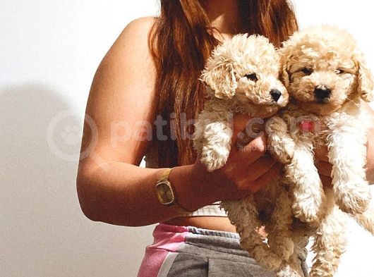 Üst Kali̇te Toy Poodle Bebekler görsel