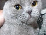 Kedi