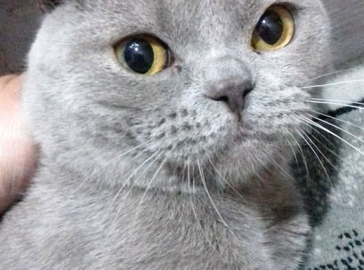Kedi görsel