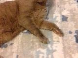 Kedi