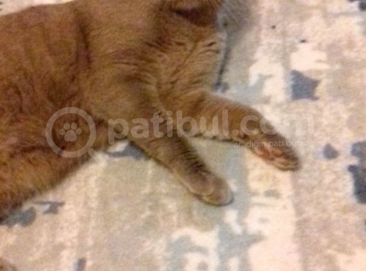 Kedi