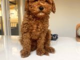 Red Brown Toy Poodle Erkek