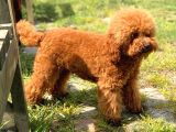 Hari̇ka Toy Poodle Yavrular