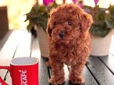 Toy Poodle Çi̇ftli̇ği̇ Yavrular