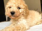 Toy Poodle Mi̇ni̇ Boy Di̇şi̇ Yavrumuz