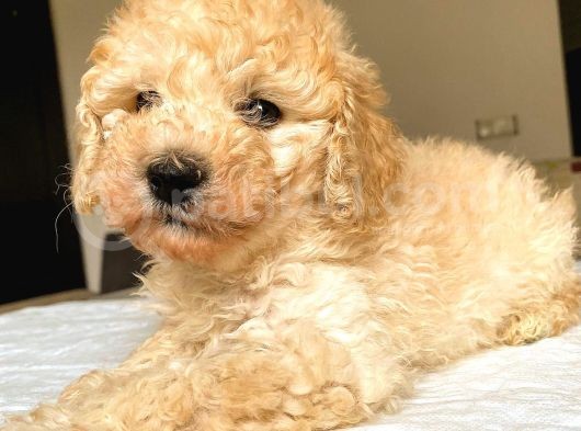 Toy Poodle Mi̇ni̇ Boy Di̇şi̇ Yavrumuz
