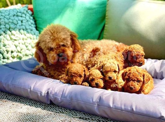 Çok Güzel Poodle Yavrular görsel