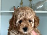Hari̇ka Toy Poodle Yavrular
